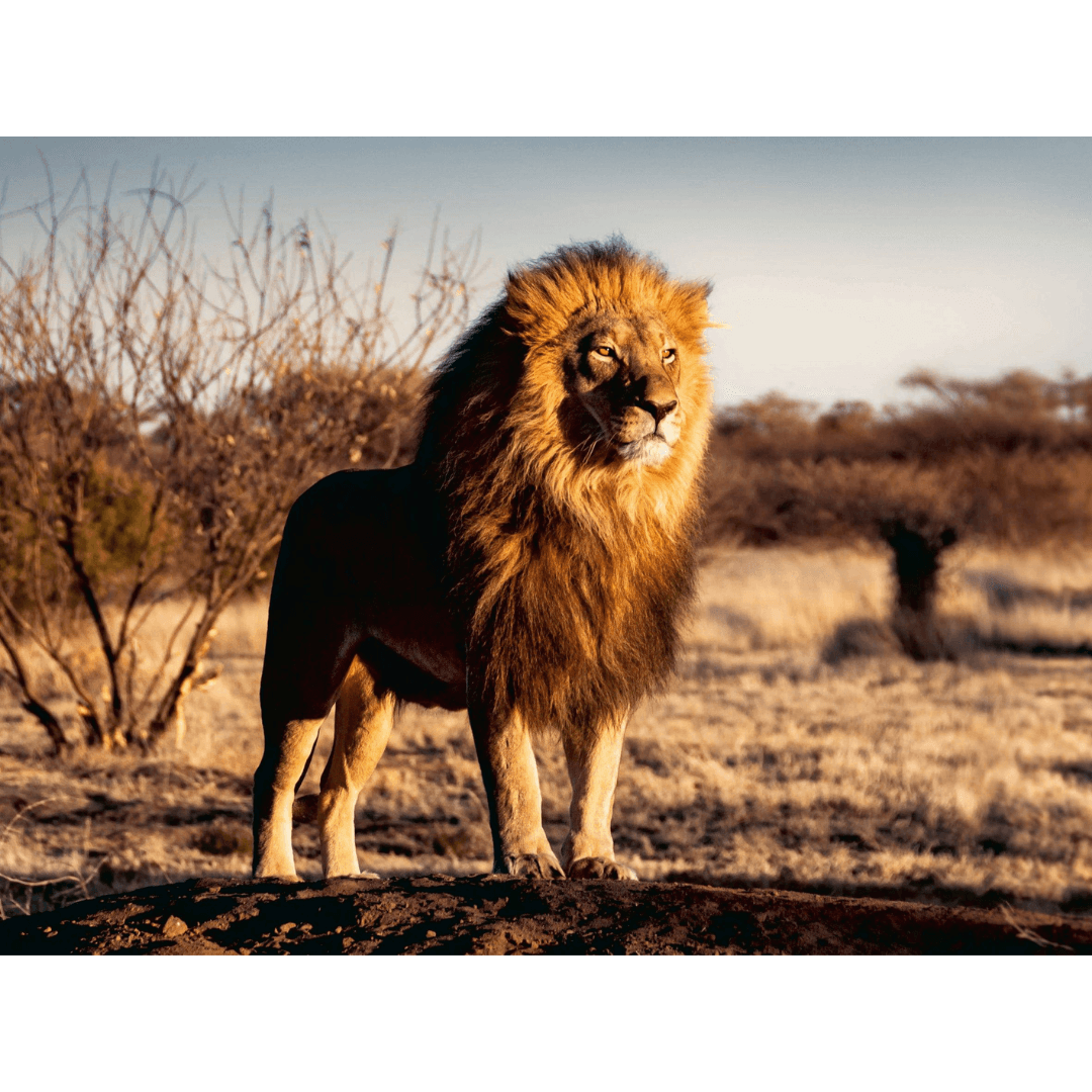 Ravensburger - Lion King of the Animals 1500 Piece
